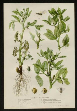 Krankheiten der Ackerbohne