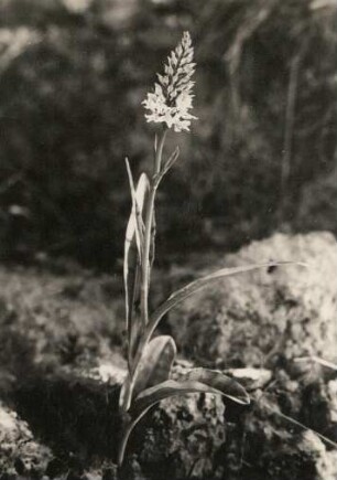 Geflecktes Knabenkraut (Dactylorhiza maculata L.)