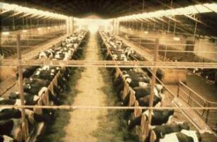 Fotografie: Stallsystem, Liegeboxenlaufstall, Milchviehhaltung, Futtertisch, Palisadenfressgitter
