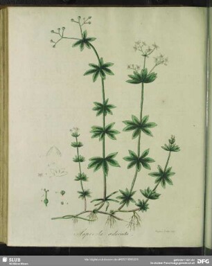 Zu Tabula XXXVI. Asperula Odorata. Wohlriechender Waldmeister