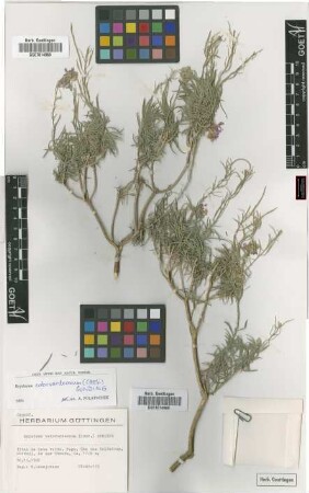 Erysimum caboverdeanum (Chev.) Sunding