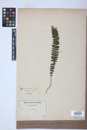 Asplenium lunulatum var. erectum (Bory ex Willd.) Baker