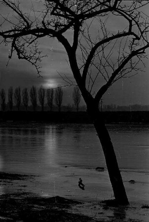 Rückgang des Rheinhochwassers