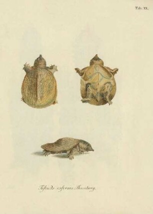 Tab XX. Testudo rostrata Thunberg