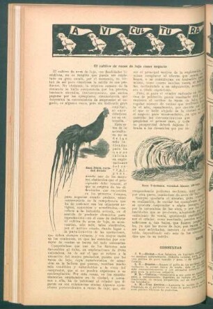 Avicultura : El cultivo de razas de lujo como negocio