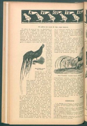 Avicultura : El cultivo de razas de lujo como negocio