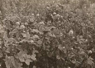 Schweden-Klee (Trifolium hybridum)