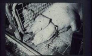 Fotografie: Sauenhaltung, Anbindehaltung, Anbindevorrichtung