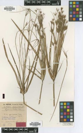 Cyperus holstii Kük. [type]