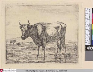 [Bulle im Wasser stehend; Bull standing in Water]