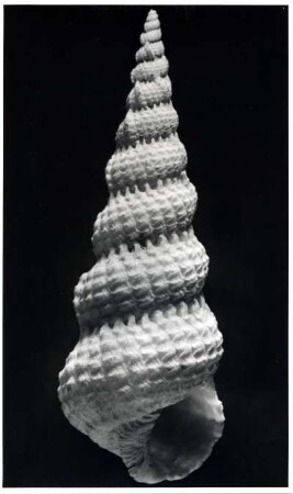 Scalaria groenlandica Chem., Nordatlantik