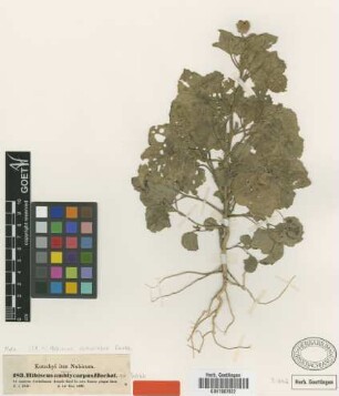 Hibiscus amblyocarpus Hochst. ex Webb [syntype]