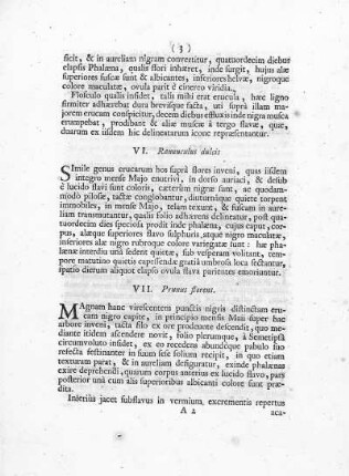 VII. Prunus florens