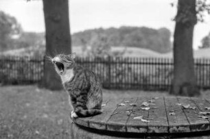 Hauskatze "Mäusepaule", Damnatz/Elbe, Wendland, Deutschland, 2000