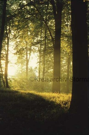 Kurpark: Büsche und Bäume: dazwischen einfallendes Sonnenlicht