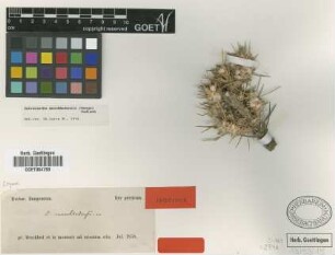 Astracantha meschhedensis (Bunge) Podlech [isotype]