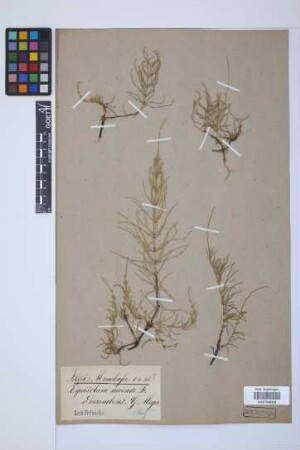 Equisetum arvense L.