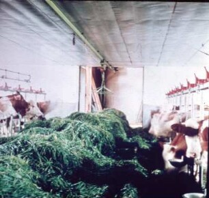 Fotografie: Futtervorlage, Grünfutter, Anbindehaltung, Milchviehhaltung, Greiferanlage