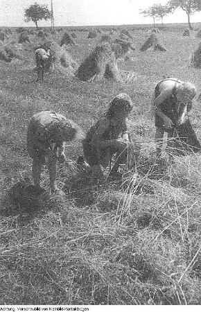 Guttau-Brösa, Ernte, 1947