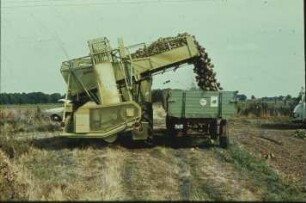 Fotografie: Erntetechnik, Zuckerrübe, Zuckerrübenköpfrodebunker selbstfahrend, Be- und Entladen, Zweiachsanhänger