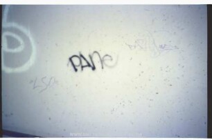 PAne