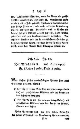 ¬Der¬ Brodbaum : Taf. XVI, Fig. 81