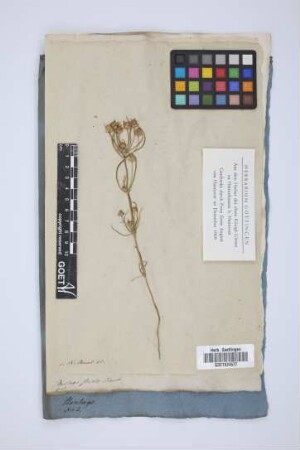 Plantago stricta Schousb.