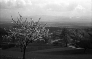 Vogtsburg, Pass: Blick vom Pass auf den Schwarzwald, Blütenbaum und Serpentine