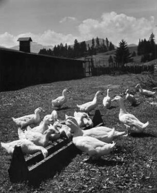 Werdenstein. Hühnerfarm Elgass. Gänse an der Tränke auf einer Wiese