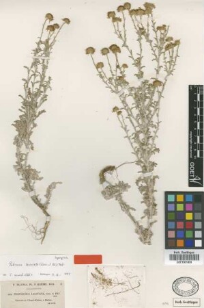 Francoeuria laciniata Coss. & Durieu [syntype]