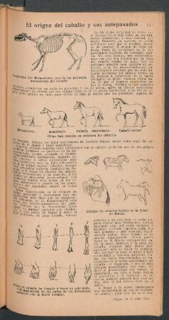 El origen del caballo y sus antepasados