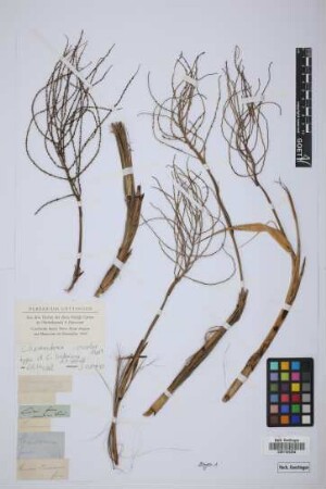 Chamaedorea lindeniana H.Wendl.[type]