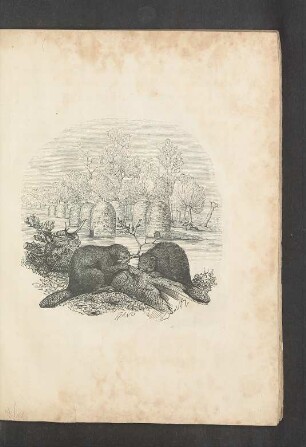 Tafel: [Der Biber.]