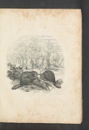 Tafel: [Der Biber.]