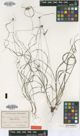 Cyperus urbanii Boeckeler [type]