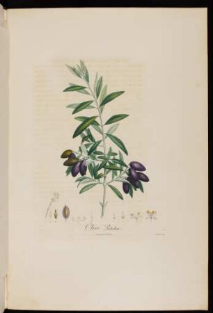 Olive Picholine.