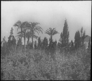 Apfelsinengarten in Jaffa [Tel Aviv]