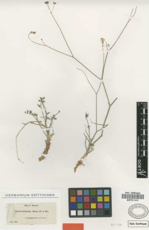 Seseli intricatum Boiss. [isotype]