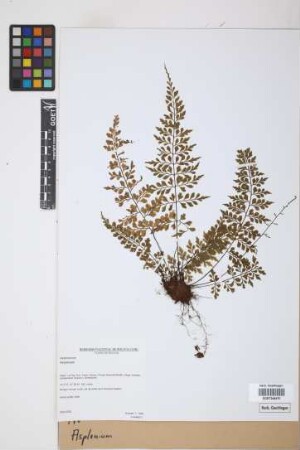 Asplenium spec.