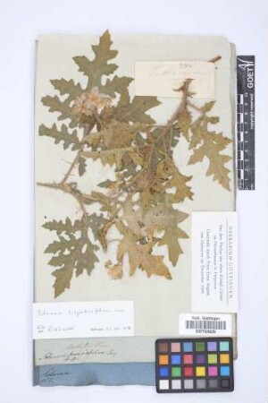 Solanum brancaefolium Jacq.
