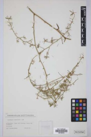 Asparagus umbellatus Link