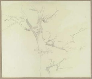 Kahler Baum