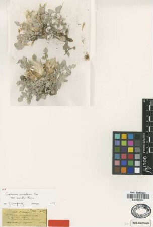 Centaurea chrysoleuca Boiss. [type]