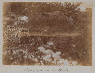 Bananen bei der Mühle [im wadi kelt].