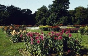 Dresden. Großer Garten. Dahliengarten