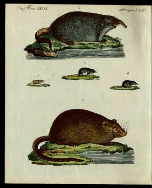 Mäuse verschiedener Art.