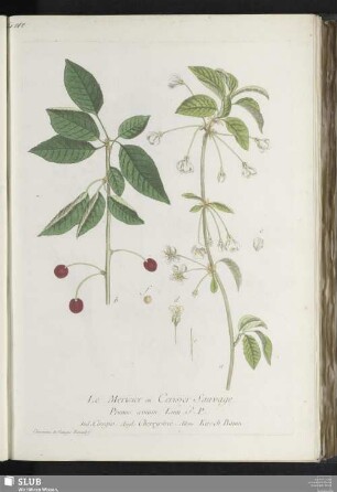 Le Merisier ou Cerisier Sauvage