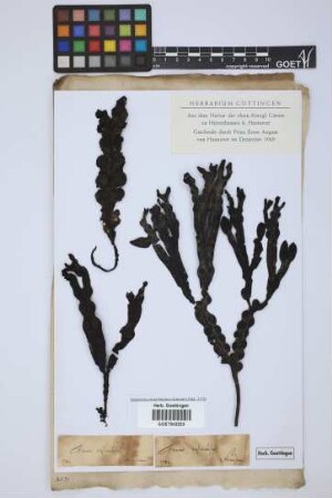 Fucus vesiculosus L.