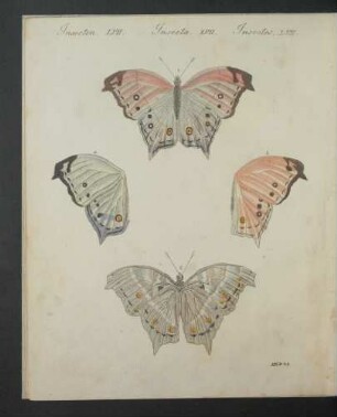 Tafel: Insecten LVII. [...]