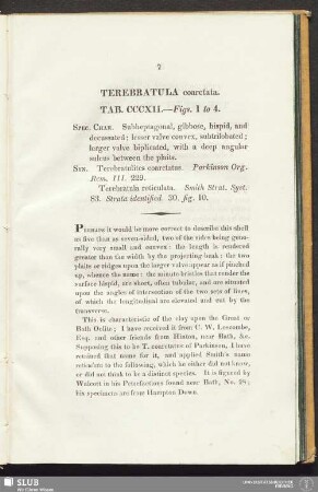 Terebratula coarctata. Tab. CCCXII. - Figs. 1 to 4